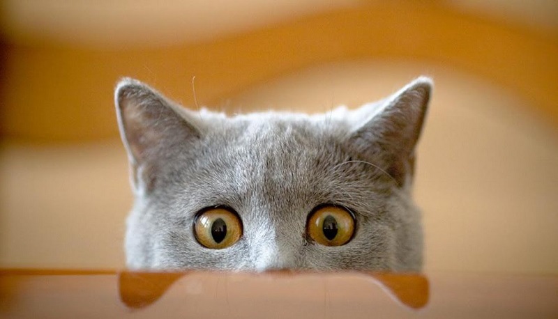 Conosci davvero il tuo gatto? Fai il quiz e scopri le curiosità