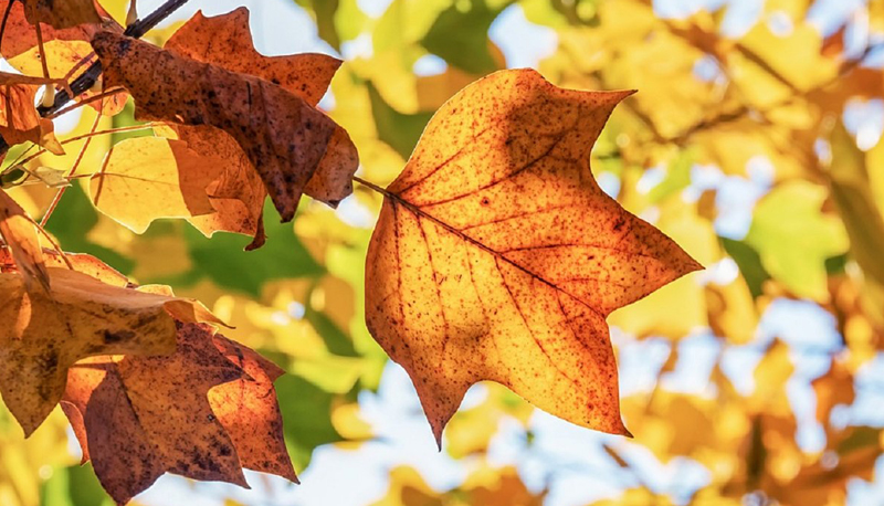 Inizia l’Autunno: frasi, poesie e canzoni dedicate alla stagione