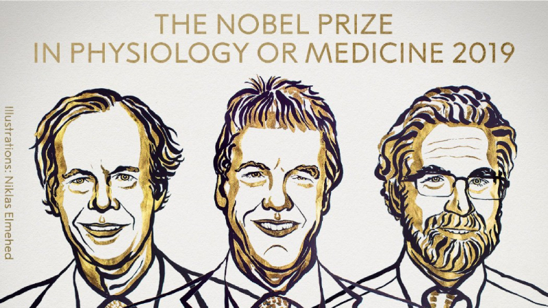 Nobel Medicina 2019 al ‘respiro delle cellule’: cosa hanno scoperto gli scienziati