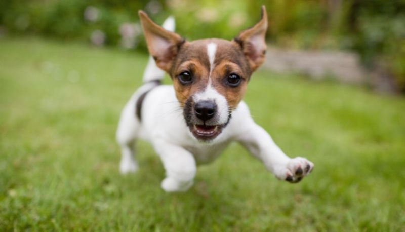 Giornata mondiale degli animali: perché si festeggia il 4 ottobre
