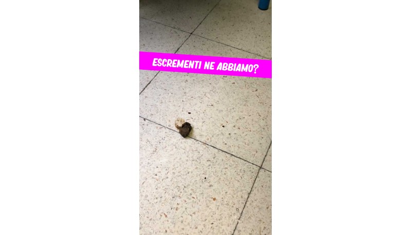 Escrementi in classe ma nessuna disinfestazione: lo sfogo di uno studente: "Animale tra i banchi, che schifo!"