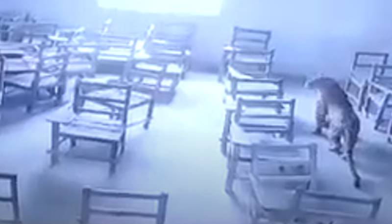 Shock a scuola: un leopardo entra in classe e attacca un alunno