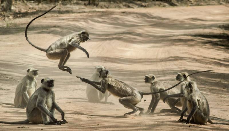 Vaiolo delle scimmie: che cos’è e cosa sta succedendo