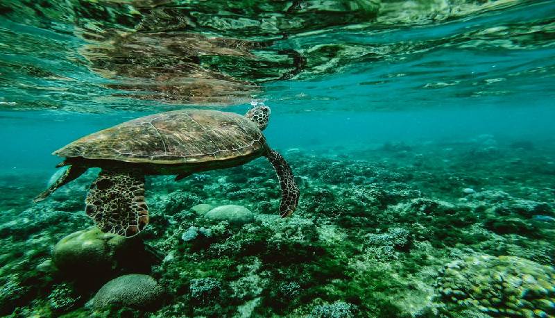 Perché oggi 8 giugno è la giornata mondiale degli oceani