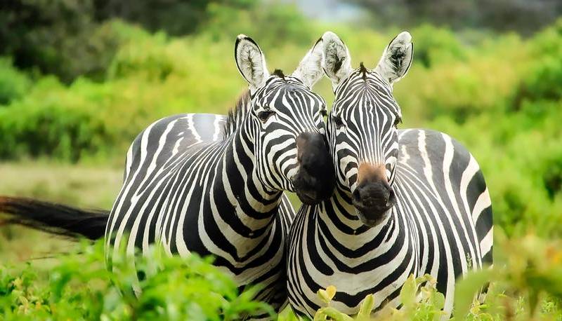 Estate 2022: guida ai parchi biologici d’Italia da visitare