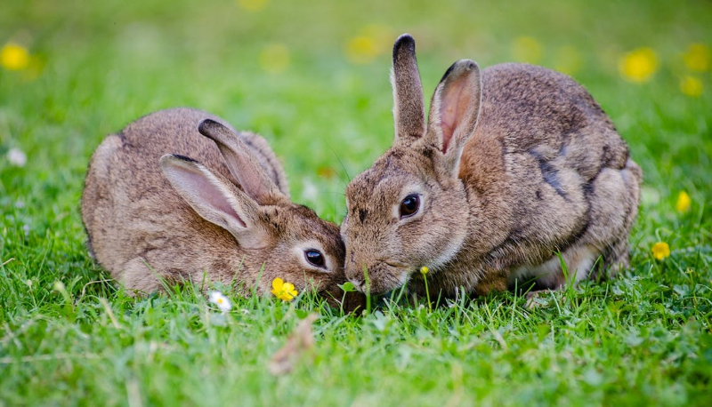 Perché oggi 4 ottobre è la giornata mondiale degli animali