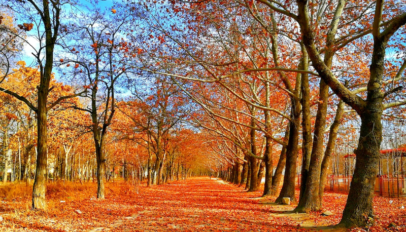 “Novembre” testo e significato della poesia di Giovanni Pascoli
