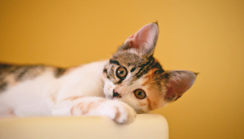 Il 17 febbraio è la Giornata del gatto: le frasi più belle