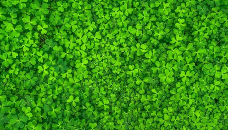 Oggi è San Patrizio: le migliori citazioni e frasi di auguri