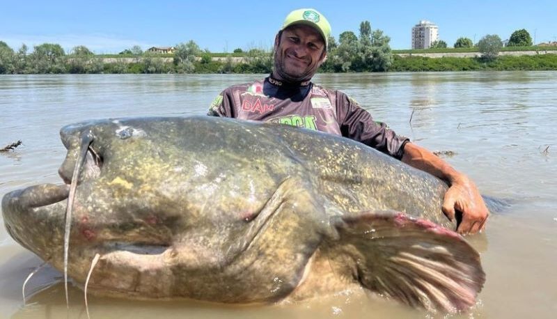Che cos’è il mostro del Po, il pesce gigante catturato (e rilasciato) nel fiume