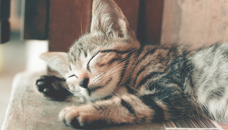 Giornata mondiale del gatto