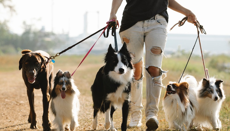 Oggi 26 agosto è la Giornata Mondiale del Cane: le frasi più belle da dedicargli