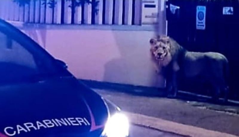 La fuga dal circo e la cattura del leone Kimba a Ladispoli